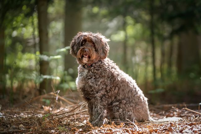 Cockerpoo sidder i en skov