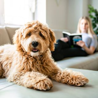 Golden doodle ligger i en sofa