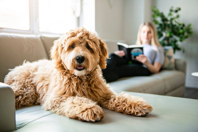 Golden doodle ligger på sofaen.