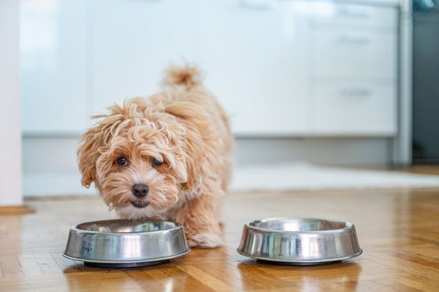 Maltipoo spiser af skål