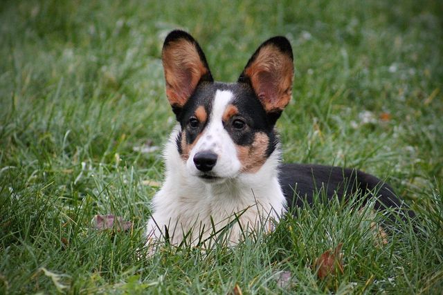 Welsh corgi cardigan ligger i græsset udenfor