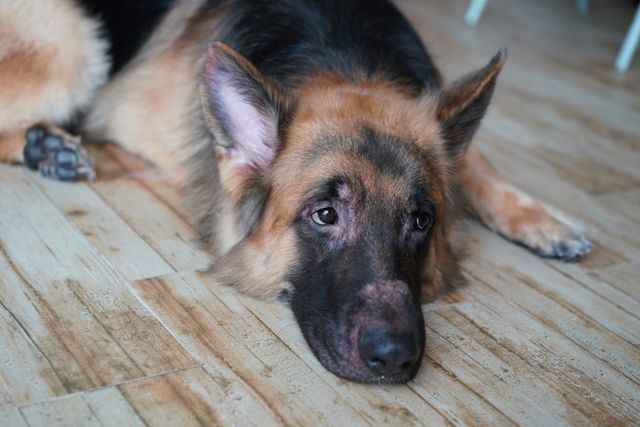 En hund ligger på gulvet og ser trist ud.