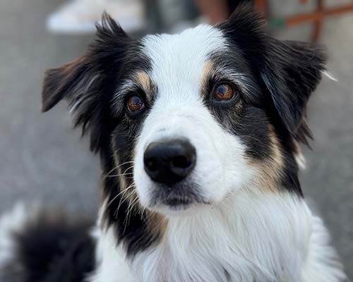 Hunden Samba