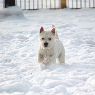 West highland white terrier, der løber i sneen