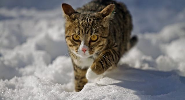 En kat går i sneen