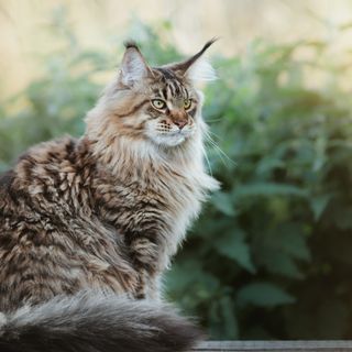 Maine coon sidder og kigger udenfor