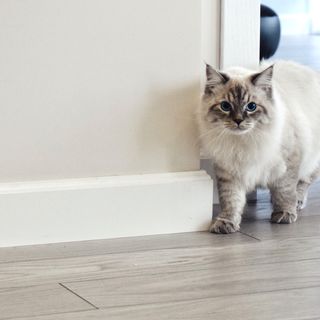 Neva masquerade står og kigger