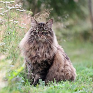Norsk skovkat er ude i naturen