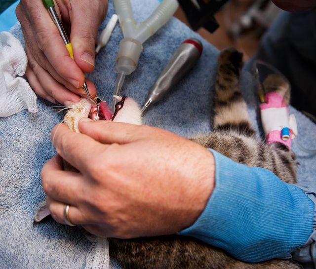En kat får fjernet tandsten