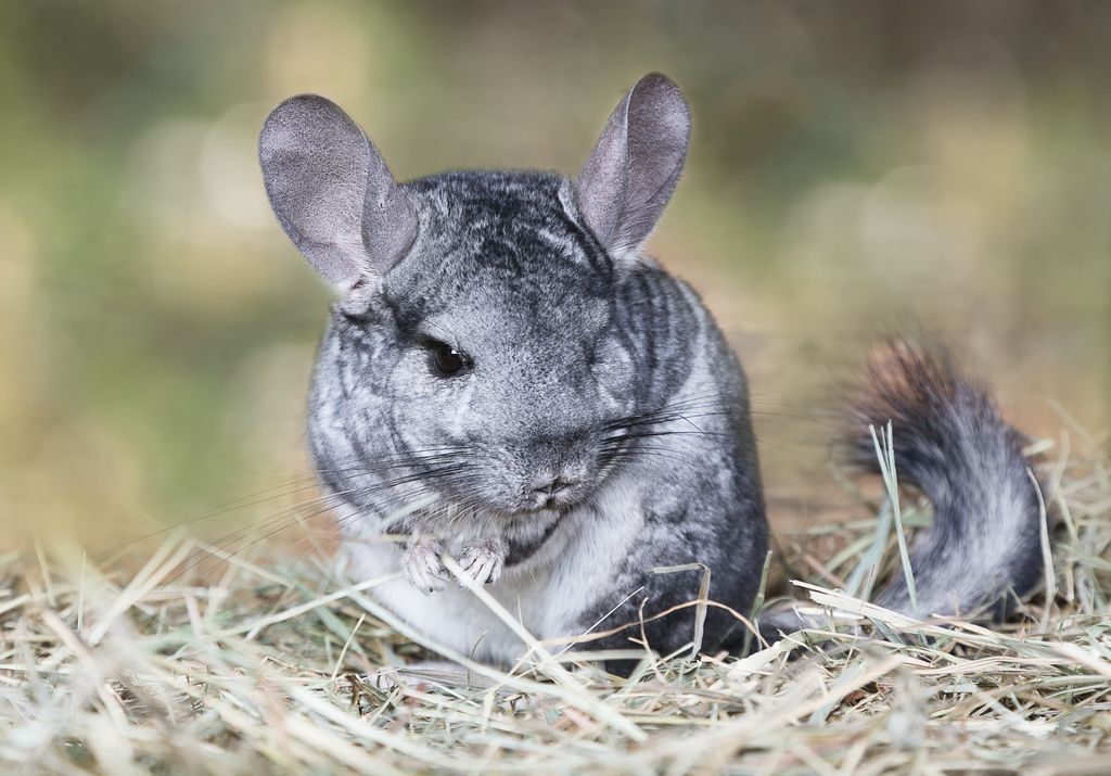 Chinchilla sidder i en rede af hø