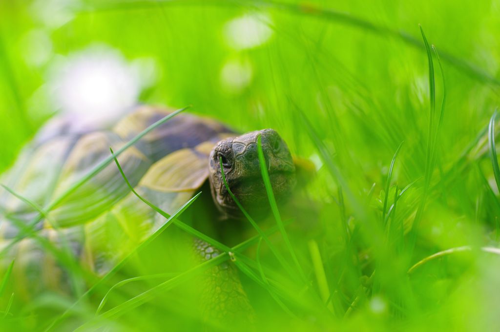 Sumpskildpadde udendørs