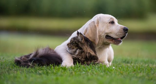 Hund og katter ligger sammen udenfor