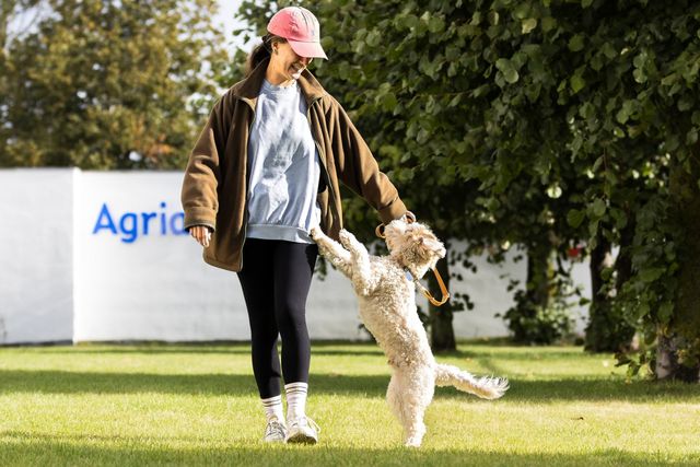 Hund som hopper op ad sin ejer