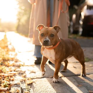 Staffordshire bull terrier på efterårstur.