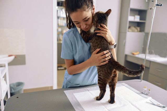 Dyrlægen krammer katten