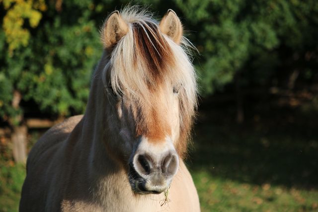 En lys pony står på græsset