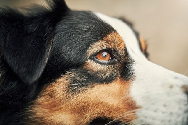 En hunds øjne og ansigt ses tæt på.