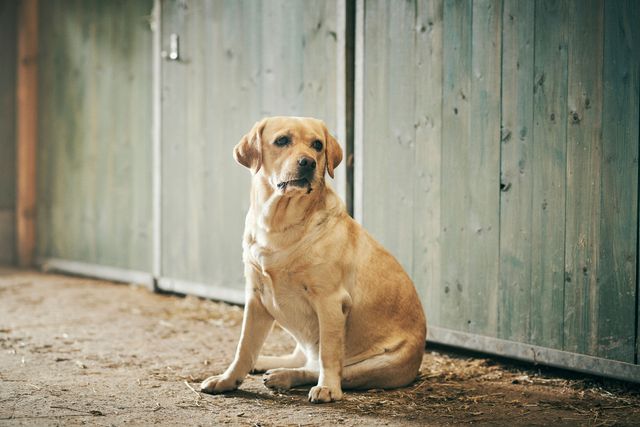En lysebrun hund sidder foran en trædør
