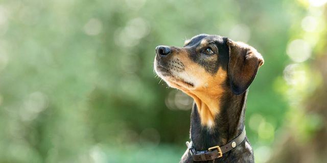 Hunden sidder udenfor og kigger op