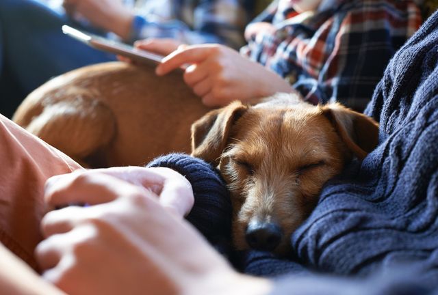 Dreng sidder med sin hund på skødet