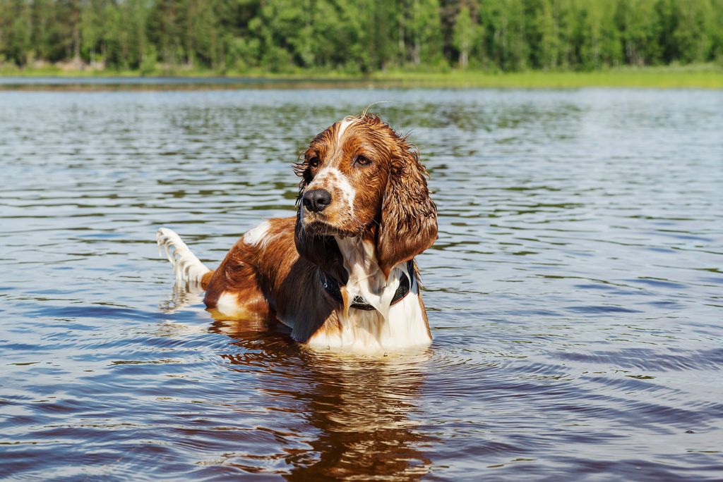 En hund står i vandet