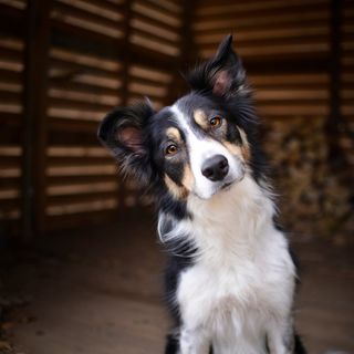 Border collie