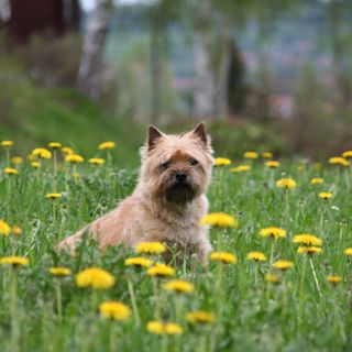 Cairn terrier sidder på engen.