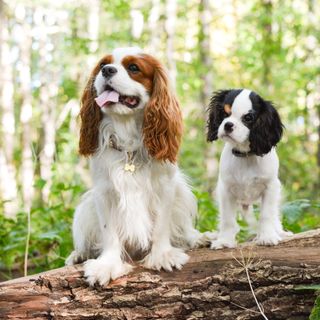 To Cavalier King Charles Spaniels i skoven.