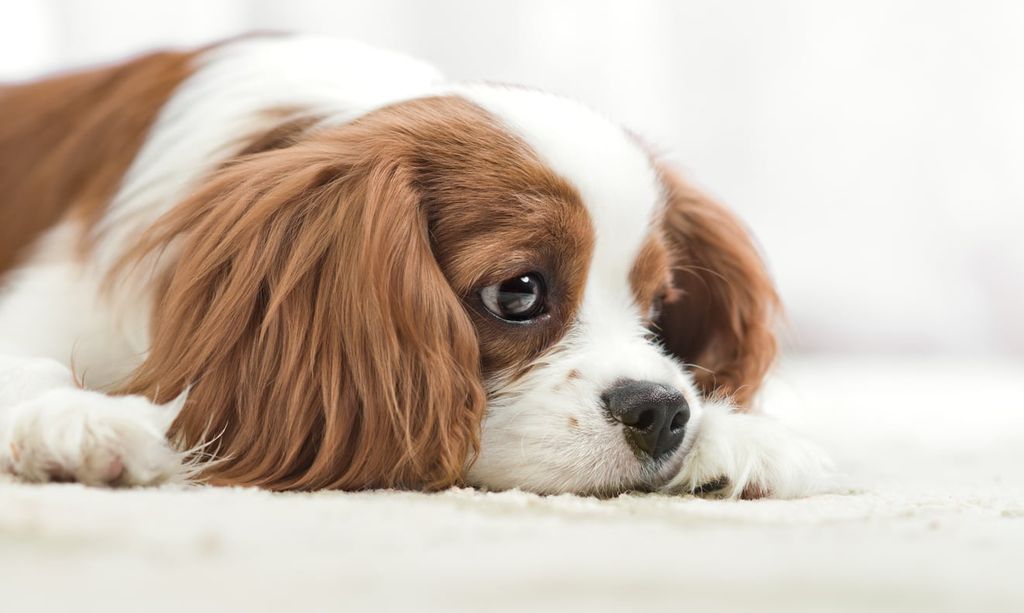En hund med nedsat almen tilstand kan for eksempel være træt.