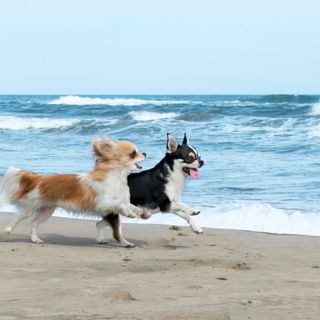 Chihuahuaer, der løber på stranden