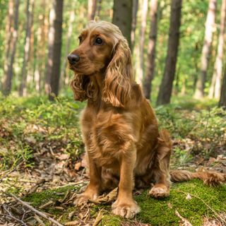 Engelsk cocker spaniel, der sidder i skoven.