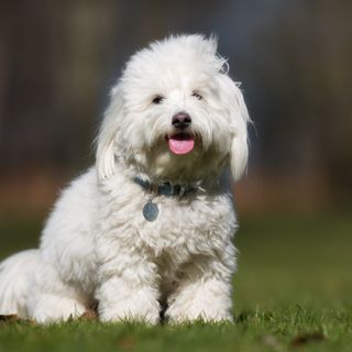 Coton de Tulear, der sidder på græsset