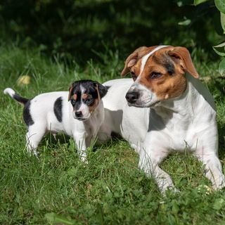 Dansk/svensk gårdhund ligger i græsset med en hvalp.