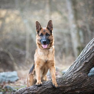 Schæferhund, der står på en træstamme i skoven.