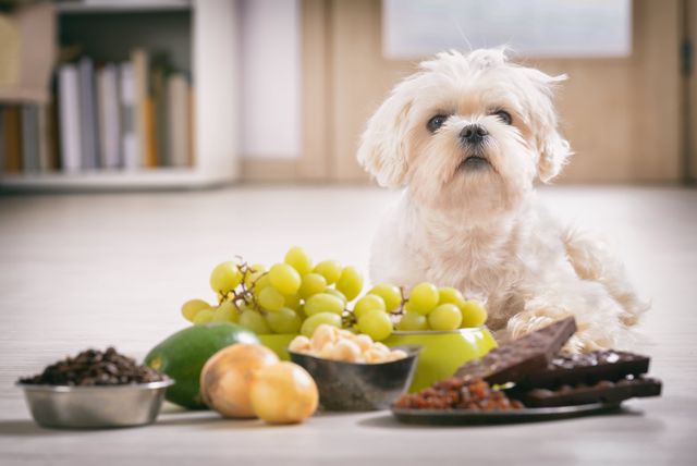 Hund ligger under et tæppe