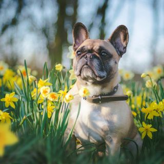 Fransk bulldog, der sidder blandt blomster