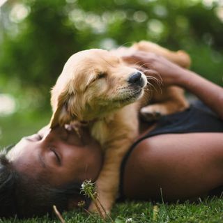 Golden retriever-hvalp, der hygger sig med sin ejer.