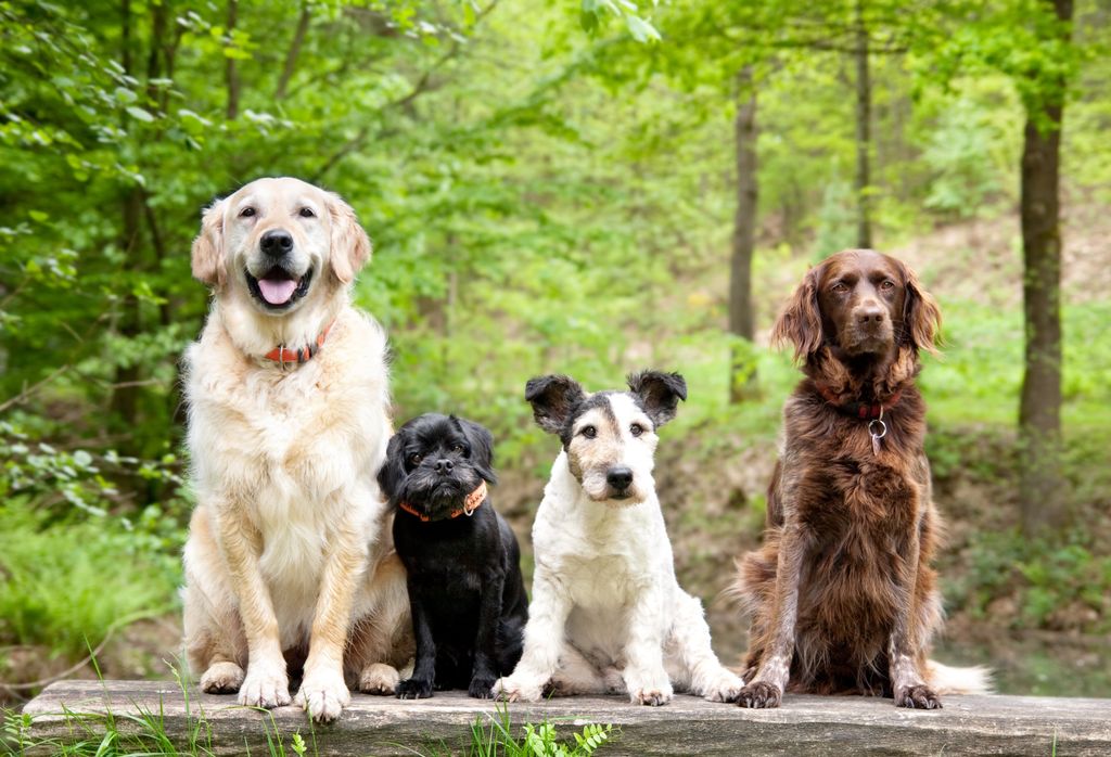 Fire hunde sidder sammen i naturen