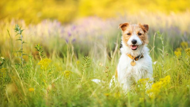 Hanhund sidder udenfor på en sommermark