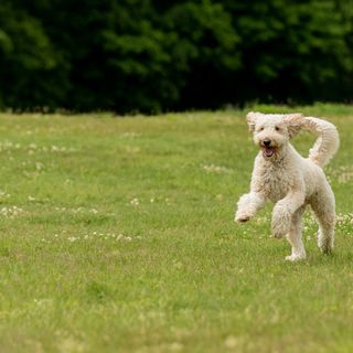 Labradoodle kommer løbende på en eng.