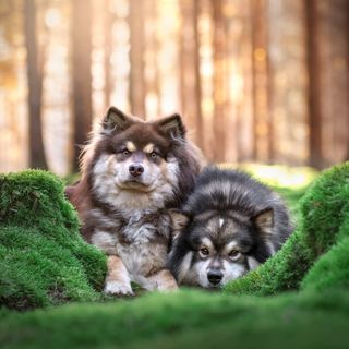 To finske lapphunde, der ligger i skoven