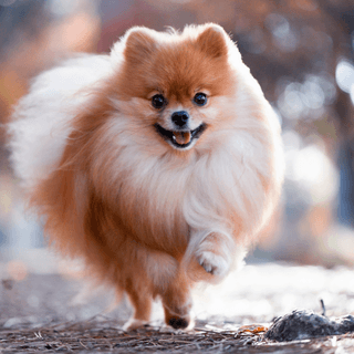 Pomeranian kommer løbende.