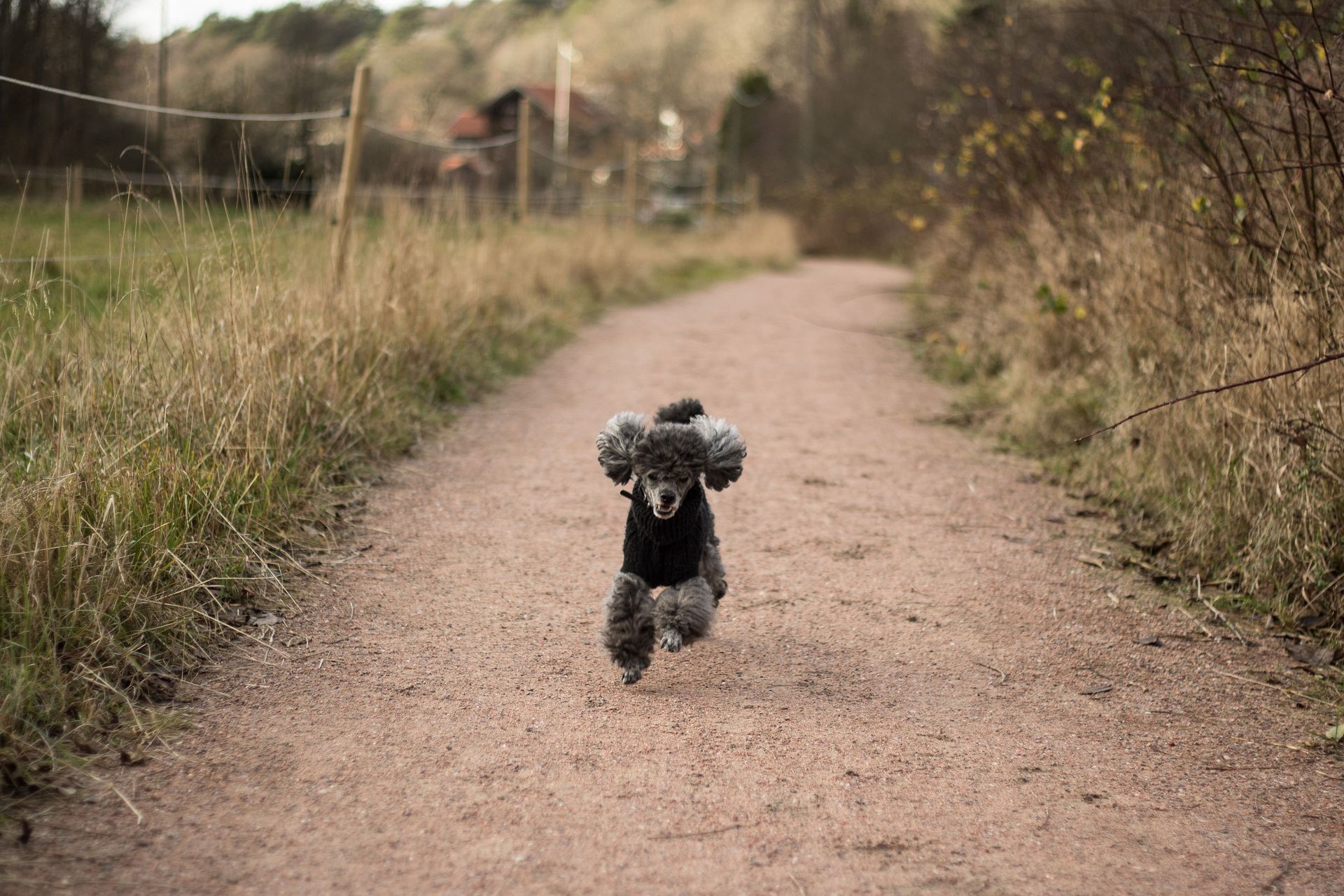 Hund løber på en grusvej