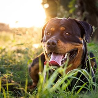 Rottweiler, der ligger i græsset