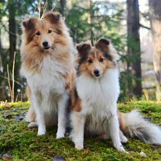 To shetland sheepdogs, der sidder på en sten