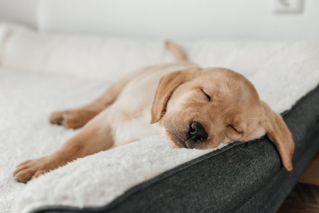 Hund sover i en seng