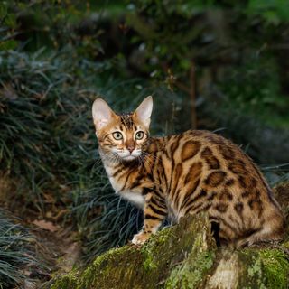 Bengalkat sidder udenfor og kigger