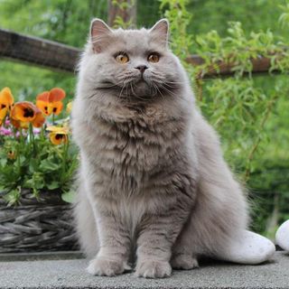 British longhair sidder udenfor os kigger