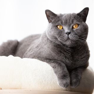British shorthair ligger indenfor