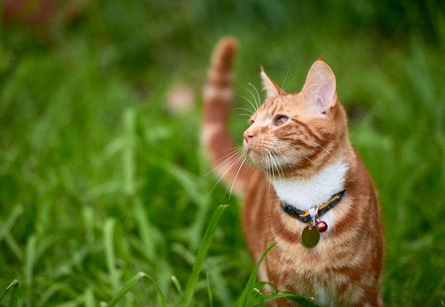 Katten er udenfor